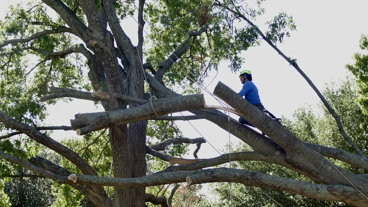 Professional Crown Thinning performed by certified arborists in Lolita